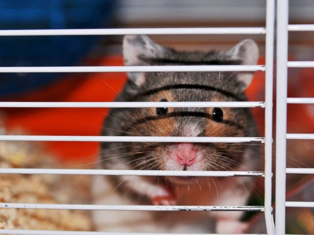 Buy The Best Big Hamster Cages